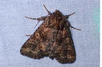Conisania luteago olbiena