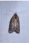 Nycteola revayana