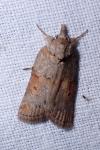 Nycteola revayana