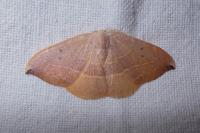 Watsonalla uncinula