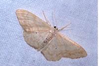 Idaea deversaria