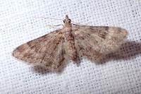 Gymnoscelis rufifasciata