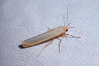 Manulea complana