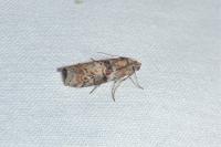 Phycita roborella