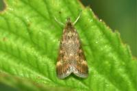 Pyrausta despicata