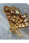 Chiasmia clathrata