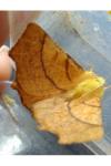 Ennomos alniaria