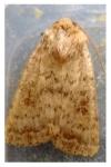 Hoplodrina octogenaria