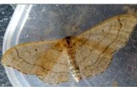 Idaea aversata