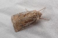 Agrotis ripae