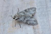 Polia nebulosa