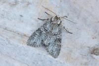 Polia nebulosa