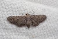 Eupithecia ultimaria