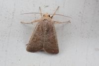 Hoplodrina ambigua