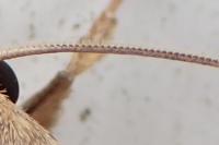 Hoplodrina ambigua