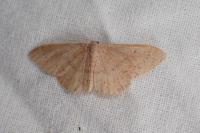 Idaea eugeniata
