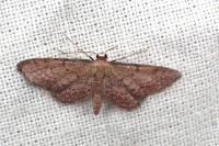 Idaea infirmaria