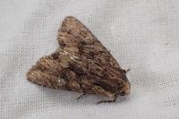 Mniotype solieri/occidentalis