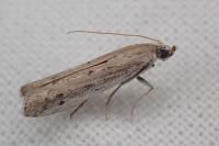 Phycitodes saxicola