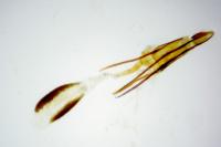 Phycitodes saxicola