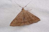 Zanclognatha lunalis