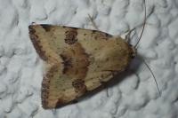 Heliothis viriplaca