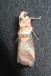 Acrobasis tumidana