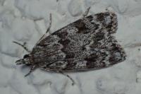Scoparia basistrigalis