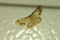 Idaea trigeminata