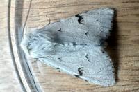 Acronicta leporina