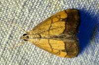 Evergestis limbata