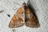 Pennithera firmata firmata