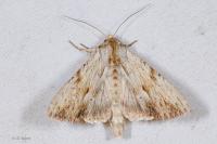 Apamea lithoxylaea