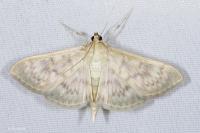 Patania ruralis