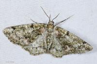 Cleorodes lichenaria