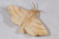 Malacosoma neustria