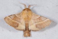 Malacosoma neustria