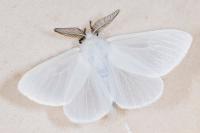 Leucoma salicis