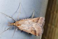 Synaphe punctalis