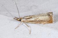 Chrysoteuchia culmella