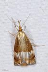 Chrysocrambus linetella