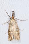 Chrysocrambus linetella