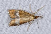 Chrysocrambus linetella
