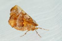 Selenia dentaria