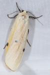 Lithosia quadra