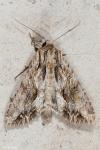 Apamea monoglypha monoglypha