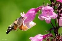 Macroglossum stellatarum