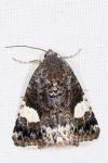 Tyta luctuosa