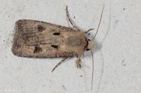 Agrotis exclamationis exclamationis