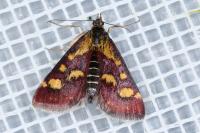 Pyrausta purpuralis
